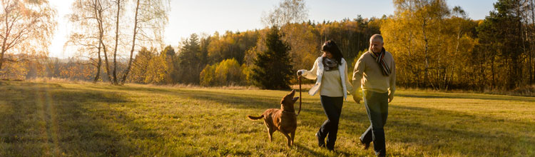 holmsley-campsite-dog-walk (Shutterstock, CandyBox Images)