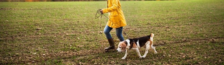 woman-walking-beagle-dog-through-field (Shutterstock, Halfpoint)