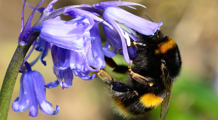 Bee collecting pollen (Shutterstock, Tom Meaker)