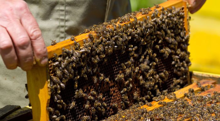 Bee Hive (Shutterstock, maggee)