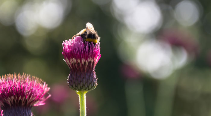Bee-in-Thistle-(Shutterstock, Ioana Rut)
