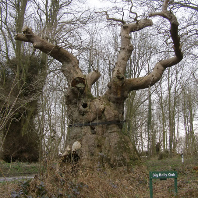 Big-belly-oak