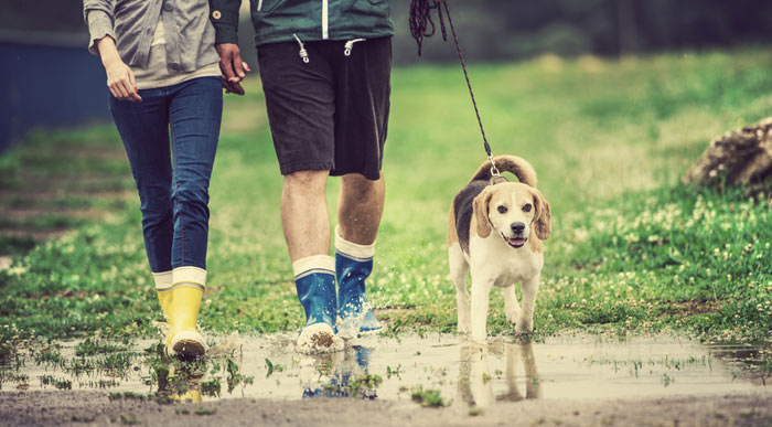 Couple-walking-dog-in-rain (Shutterstock, Halfpoint)