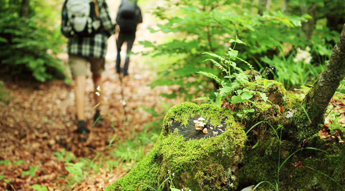 Couple-Walking-on-forest-path (Shutterstock,Stokkete)