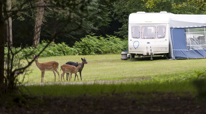 Deer-on-Longbeech-campsite