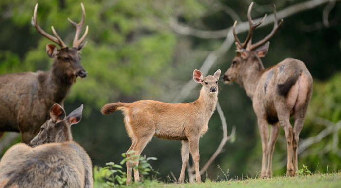 Deer-Sanctuary (Shutterstock, Signature Message)