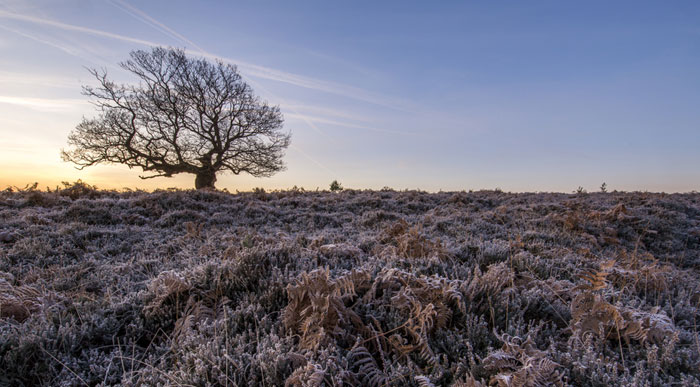 Frosty-Fritham-New-Forest (Shutterstock, Chris Button)