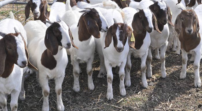 goats-on-farm (Shutterstock, Muslianshah Masrie)