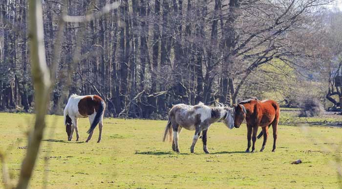 Lyndhurst-Ponies (Shutterstock, Kit Leong)