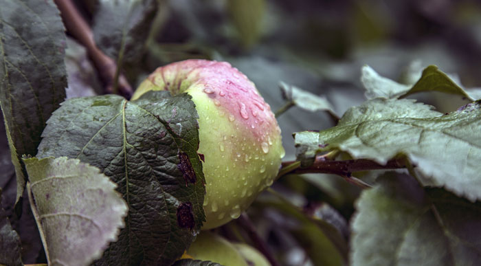 Rainy-Apple-Orchard (Shutterstock, AMitrokhina)