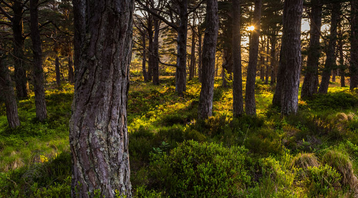 Scottish-Highlands-Forest