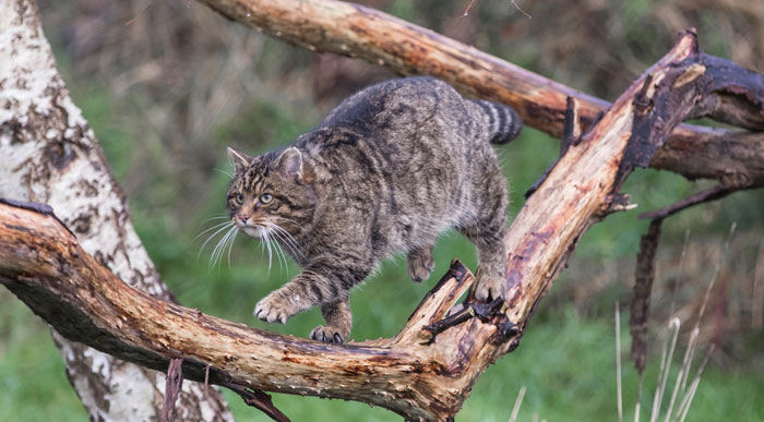 Scottish-Wildcat (Shutterstock, Stephan Morris)