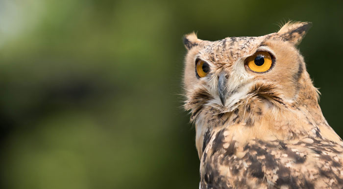 Owl (Shutterstock, makasana photo)
