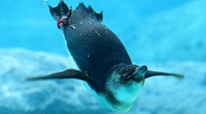 Penguin (Shutterstock, Luis Boucault)