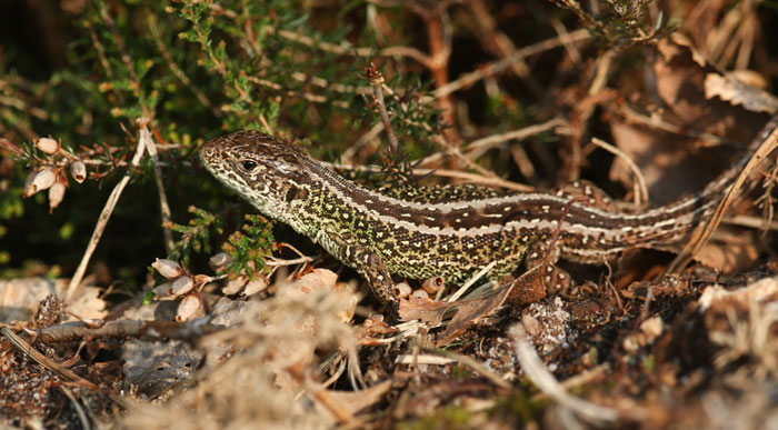 Sand Lizard (Shutterstock, Sandra Standbridge)