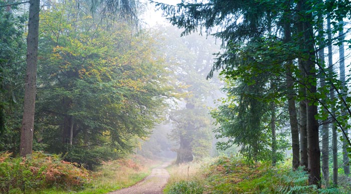 Savernake Forest (Shutterstock, stocker1970)