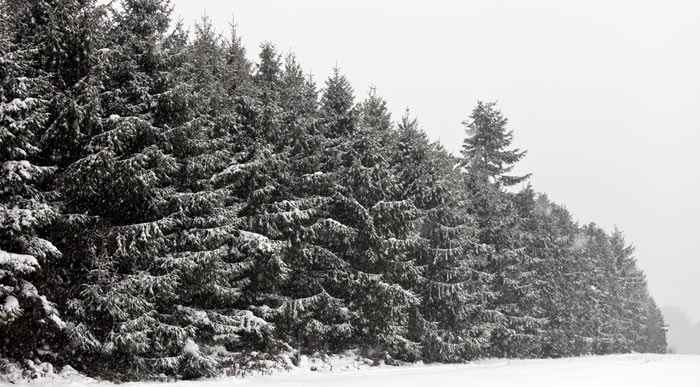 Snow-covered-fir-trees (Shutterstock, Adam Edwards)