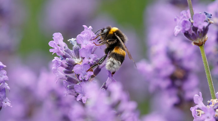 Bumble-Bee-on-Lavender (Shutterstock, Menno Schaefer)