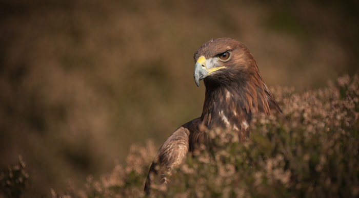 Golden-Eagle (Shutterstock, Andrew Astbury)