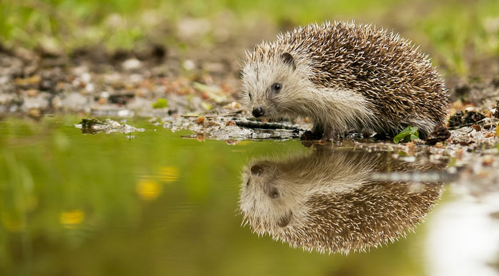 Hedgehog-enjoying-the-forest