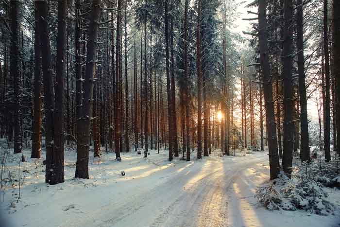 Winter forest (Shutterstock, Kichigin)