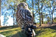 Owl-(Shutterstock,opailin)