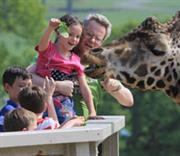 Child feeding a Giraffe at Longleat Safari park