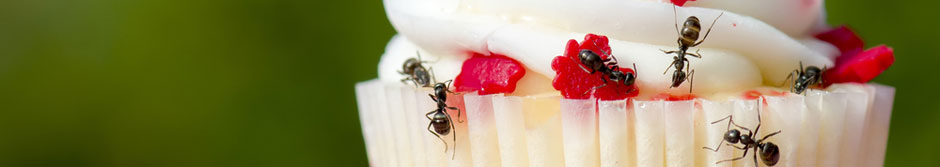 Ants on cake (Shutterstock, Doug McLean)