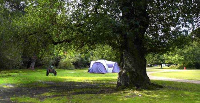ashurst-campsite-pony-grazing-next-to-tent