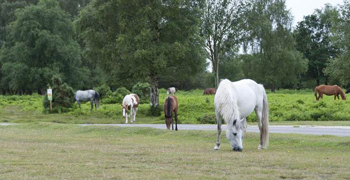 ponies-grazing-on-roundhill-campsite