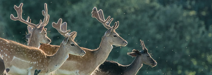 Deer-New-Forest (Shutterstock, Mark Christopher Cooper)