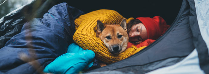 Dog in tent (Shutterstock, Maria Savenko)