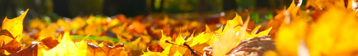 Forest floor autumn (Shutterstock, Serger Peterman)