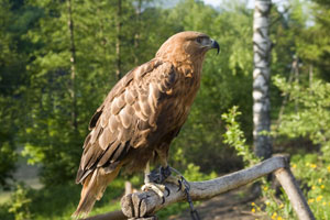 Golden Eagle in captivity (shutterstock, Dmytro Surkov)