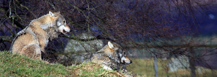Grey-Wolves-Highland-Wildlife park (Shutterstock, Gail Johnson)