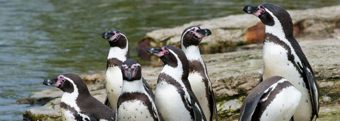 Humboldt Penguins (Shutterstock, Brian Maudsley)