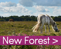 new-forest-CTA