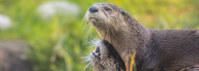 Otters (Shutterstock, adk91)