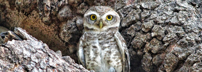 Owl (shutterstock, BrijeshDhobi)