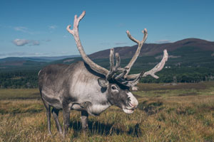 cairngorm reindeer (shutterstock, doliux)