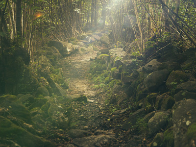 path running through a forest