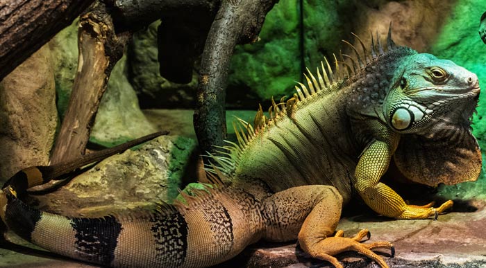 Green Iguana (Shutterstock, PeterVrabel)