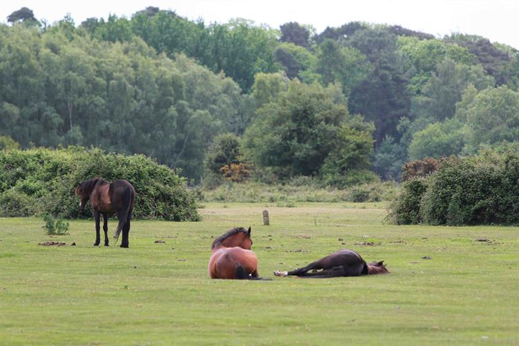 horses at holmsley campsite