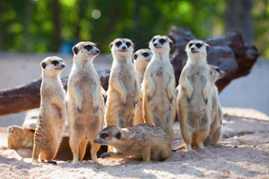 Meerkat Family (shutterstock, nattanan726)