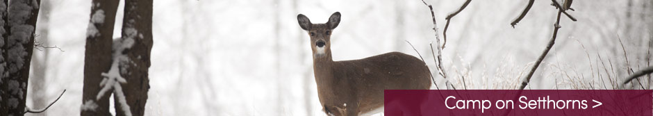 New-Forest-Winter-Deer