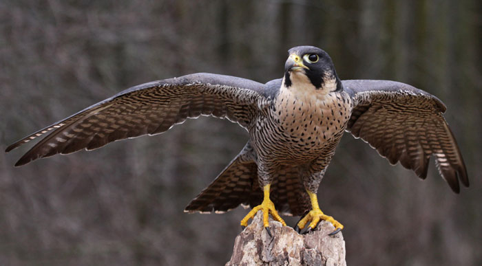 peregrine falcon (Shutterstock, Chris Hill)