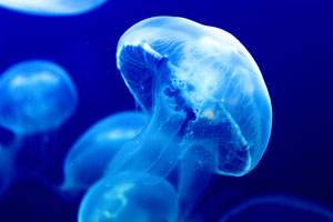 Jellyfish (shutterstock, new-reporter)